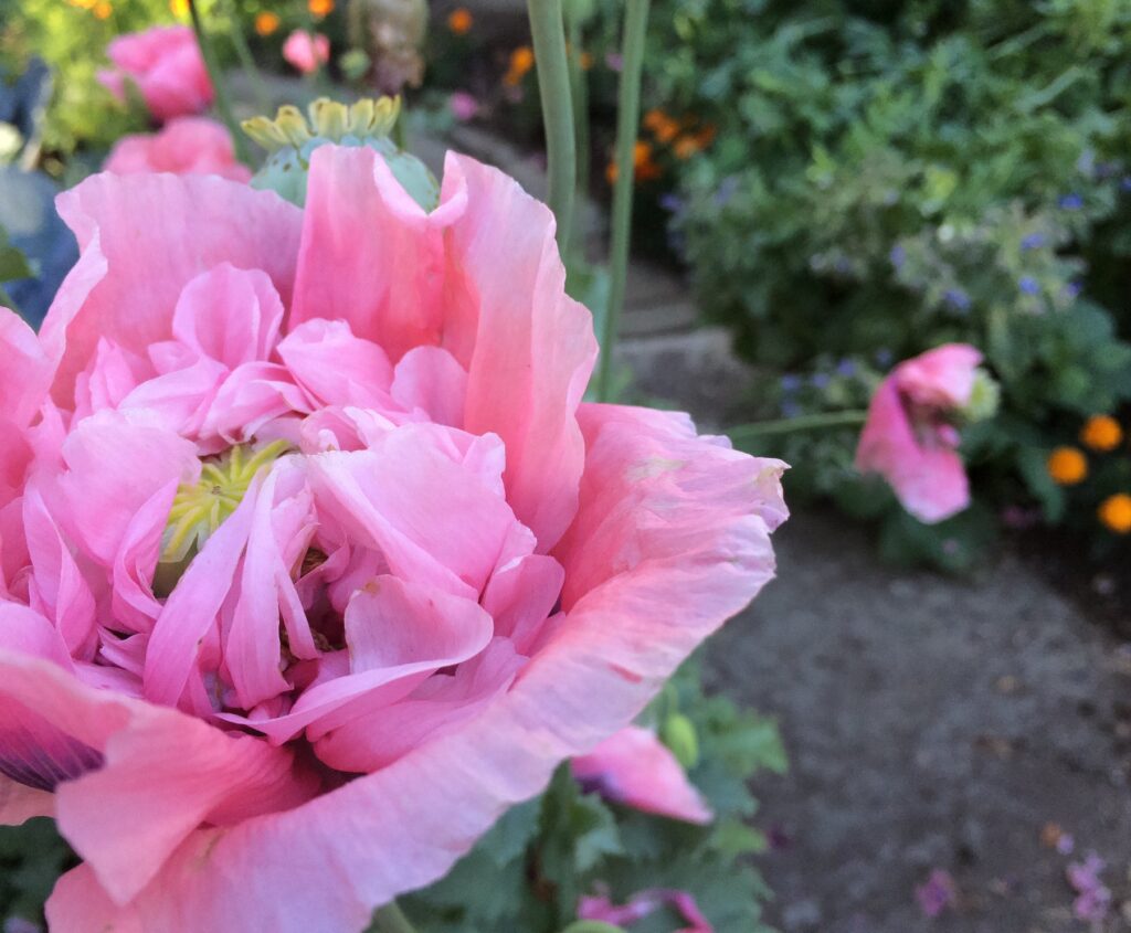Poppies-in the Garden